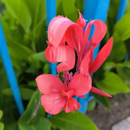 William's - Fourth Pretty Lejlighed *