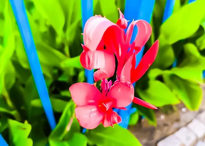 Apartament William's - Fourth Pretty